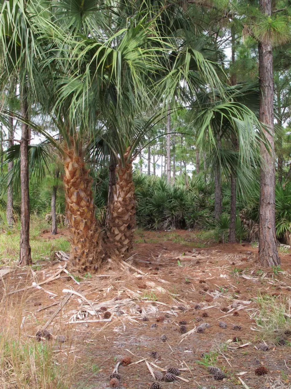 Need some pine cones?