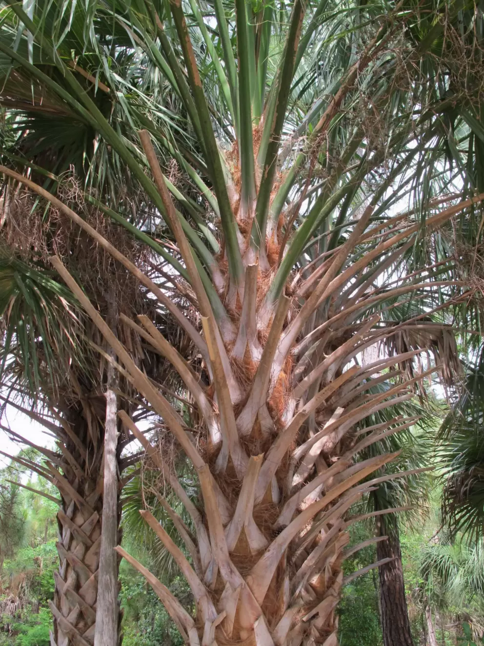 Cool tropical tree.