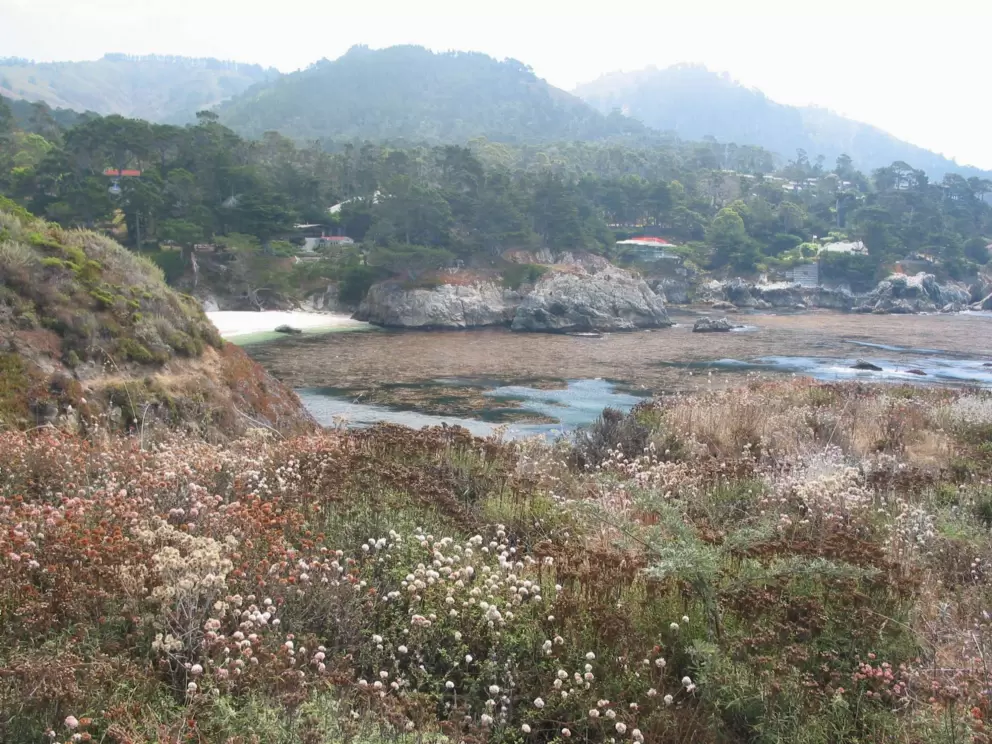 Flowers, kelp beds, Gibson's Beach, and then the pine-covered mountains.