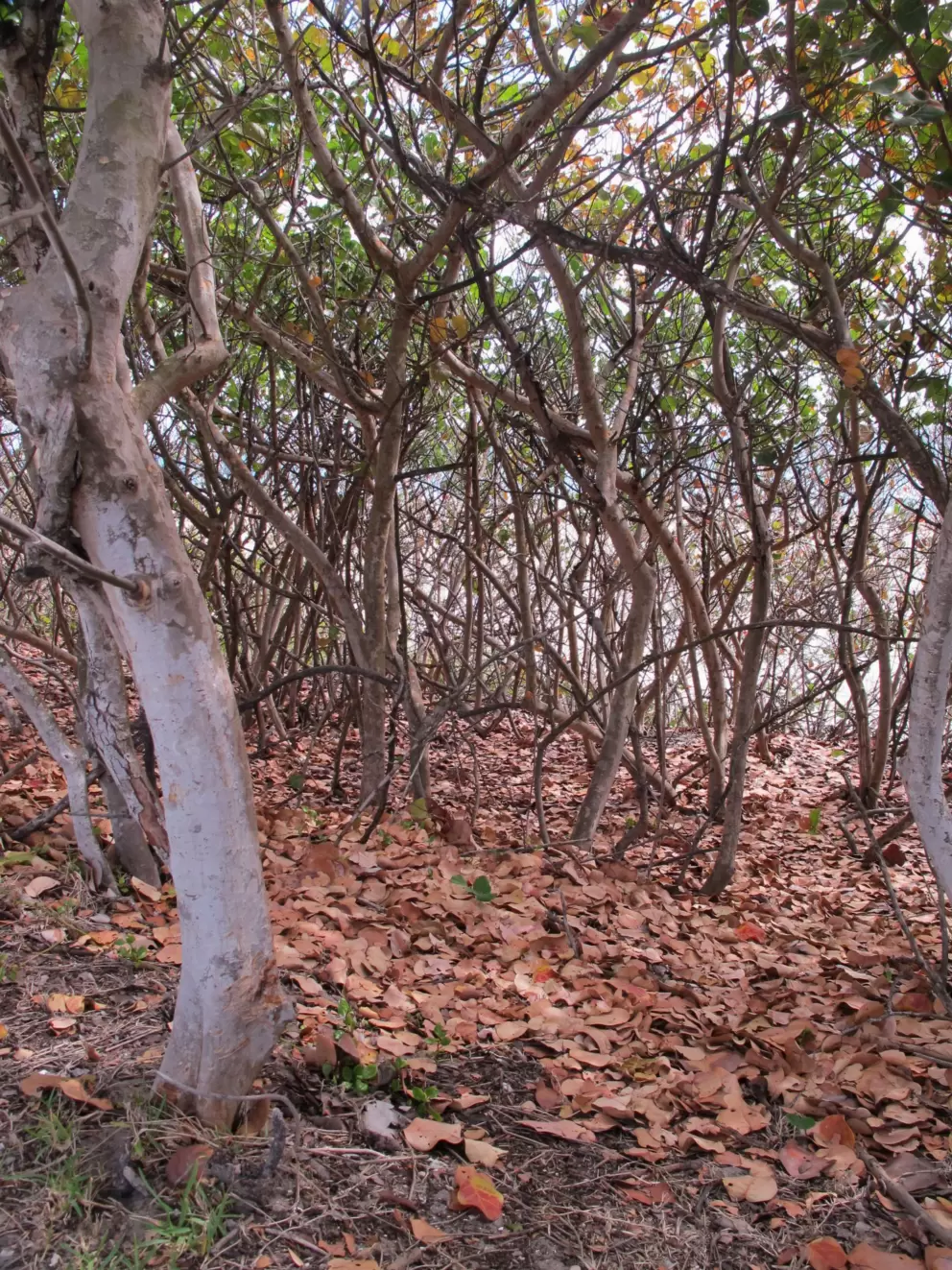 The wonderful jungly trees beside you.