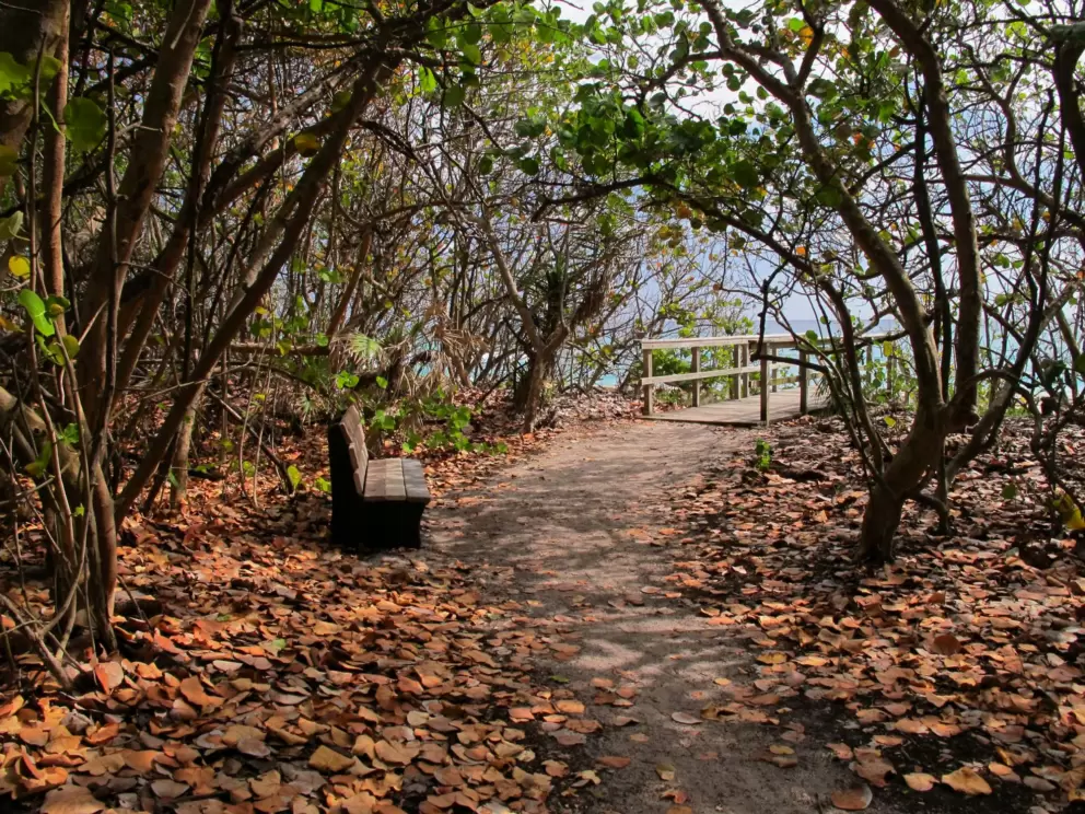A canopy of trees leading to the beach stairs. Magical.