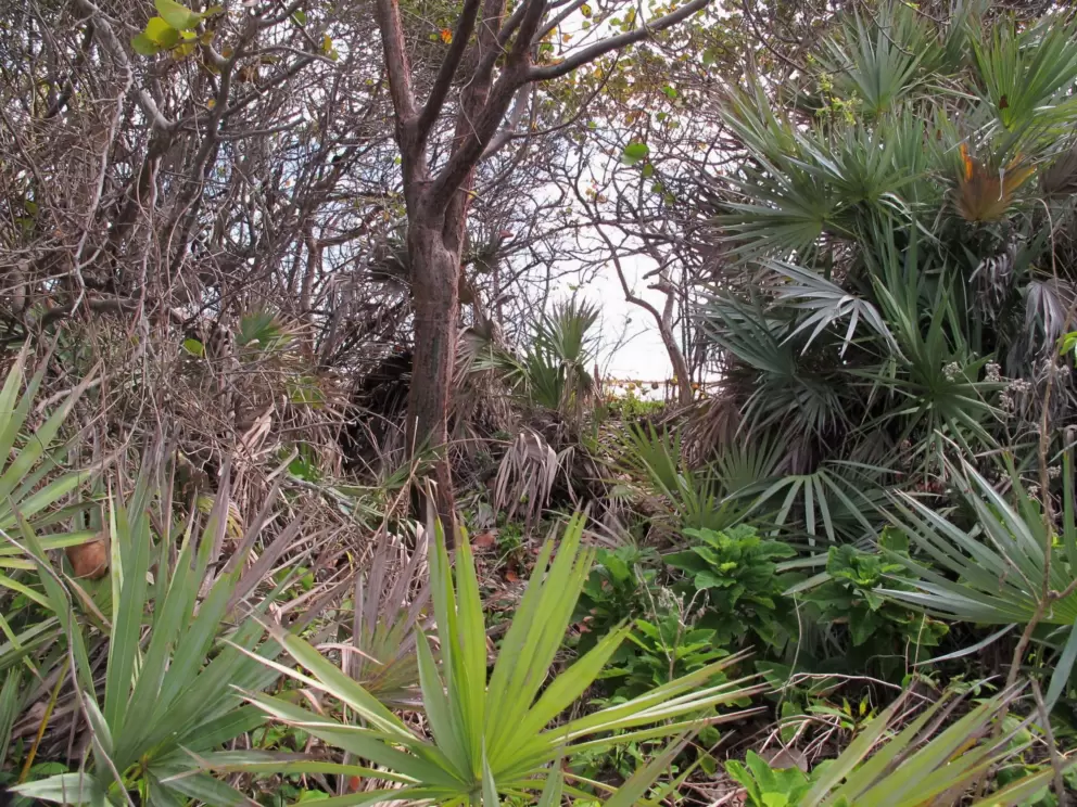 Jungle that is beside you as you walk.