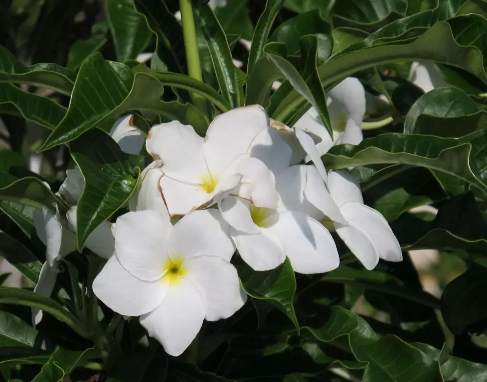 Flowers to cheer you.
