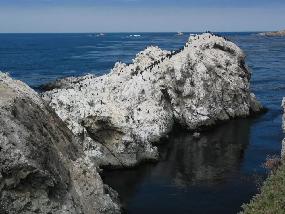 Cormorants galore on Bird Rock.