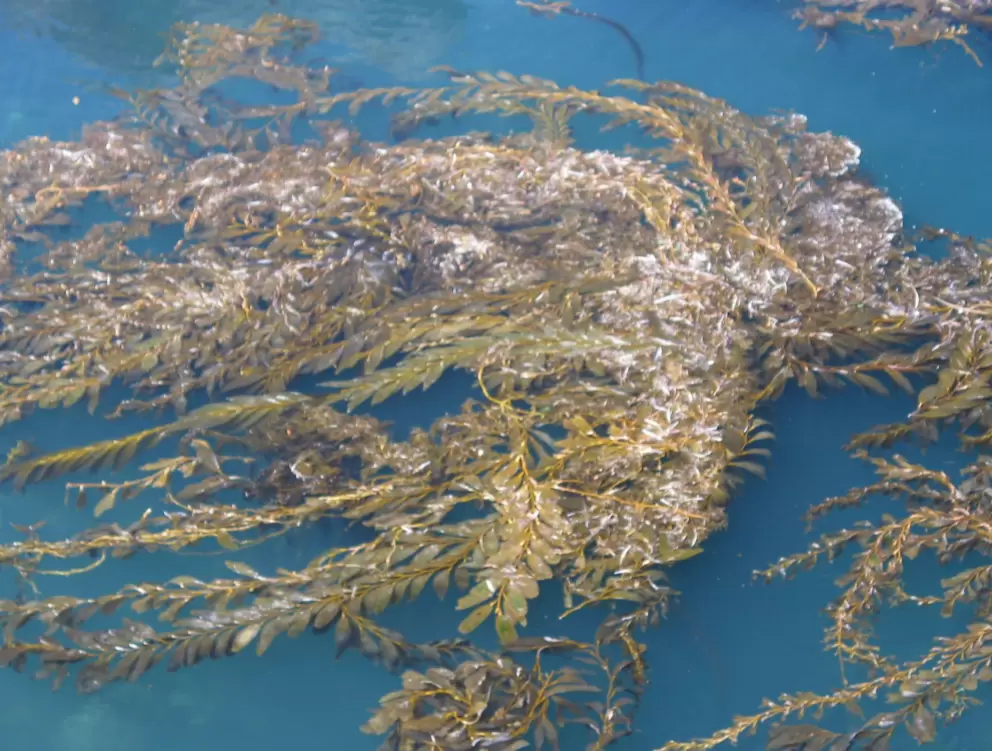Kelp!