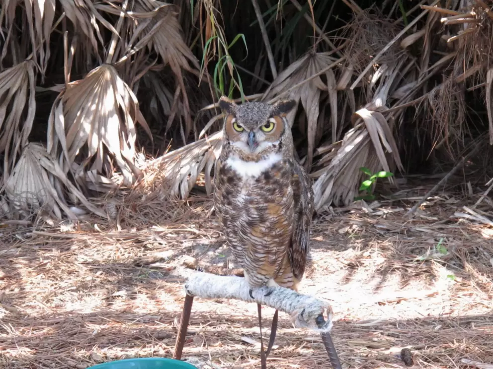 Owl standing out where you can see him without a cage.