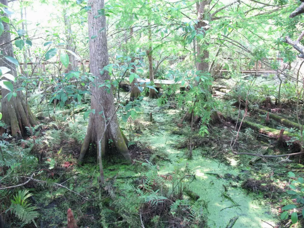 The magical cypress marsh.