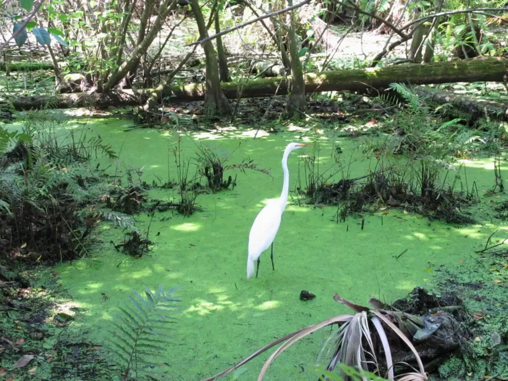 Egret in the cypress marsh.