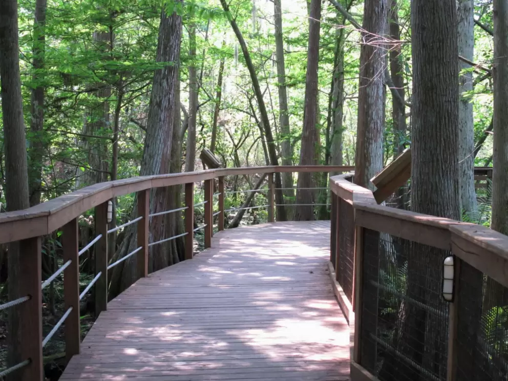Raised wooden walkway through the forest.