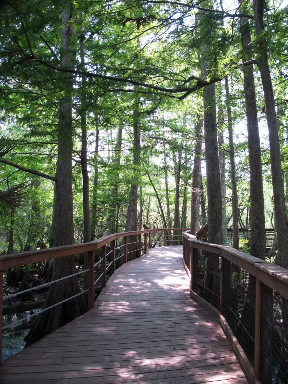 Tall, gorgeous forest.