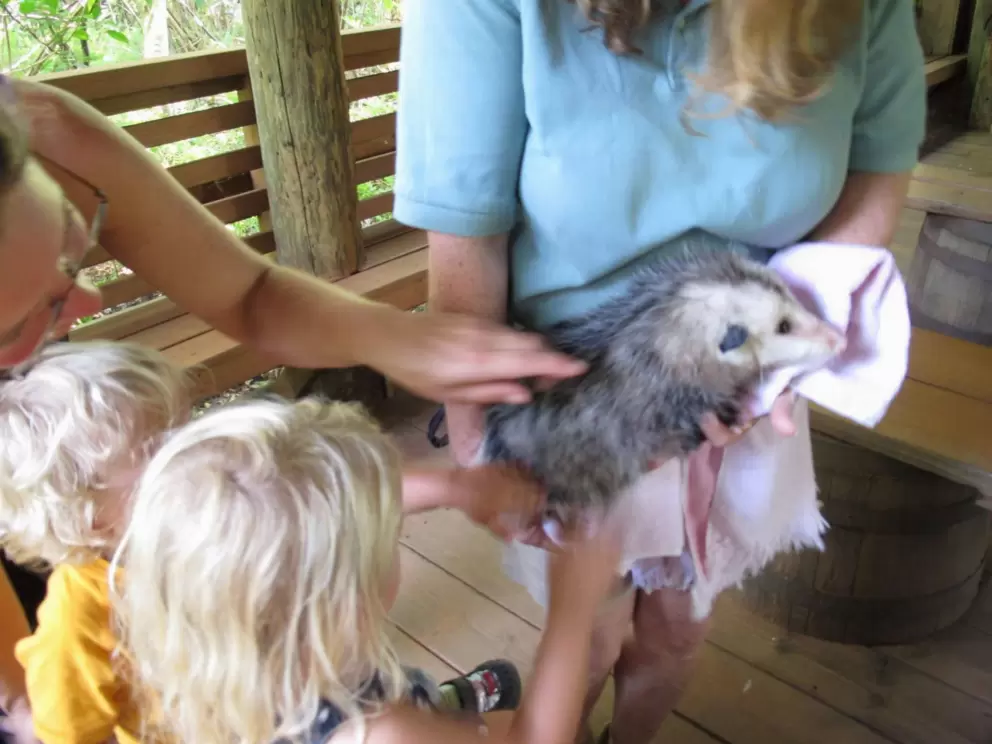 Touching an Opossum.