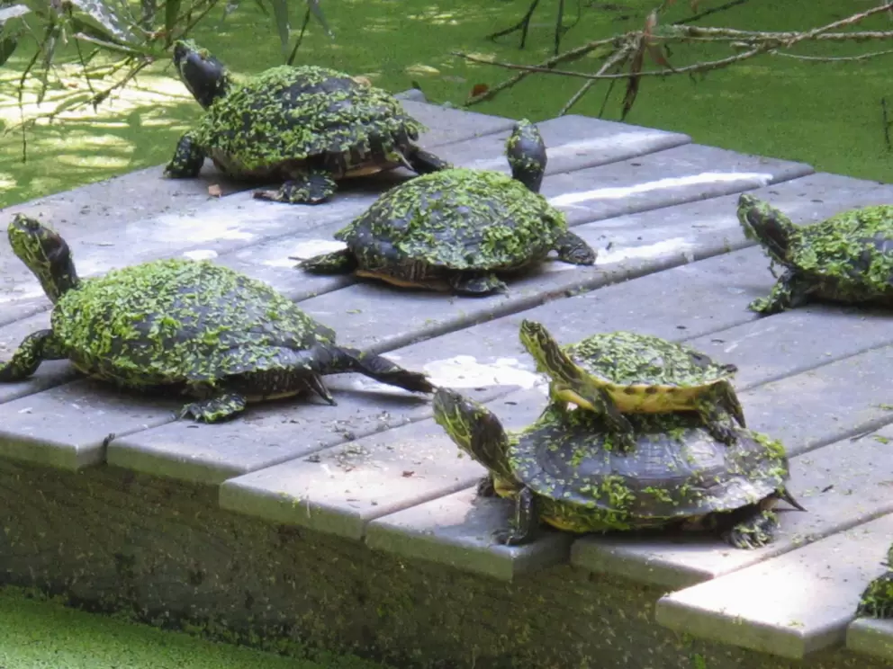Turtles with little leaves on them.