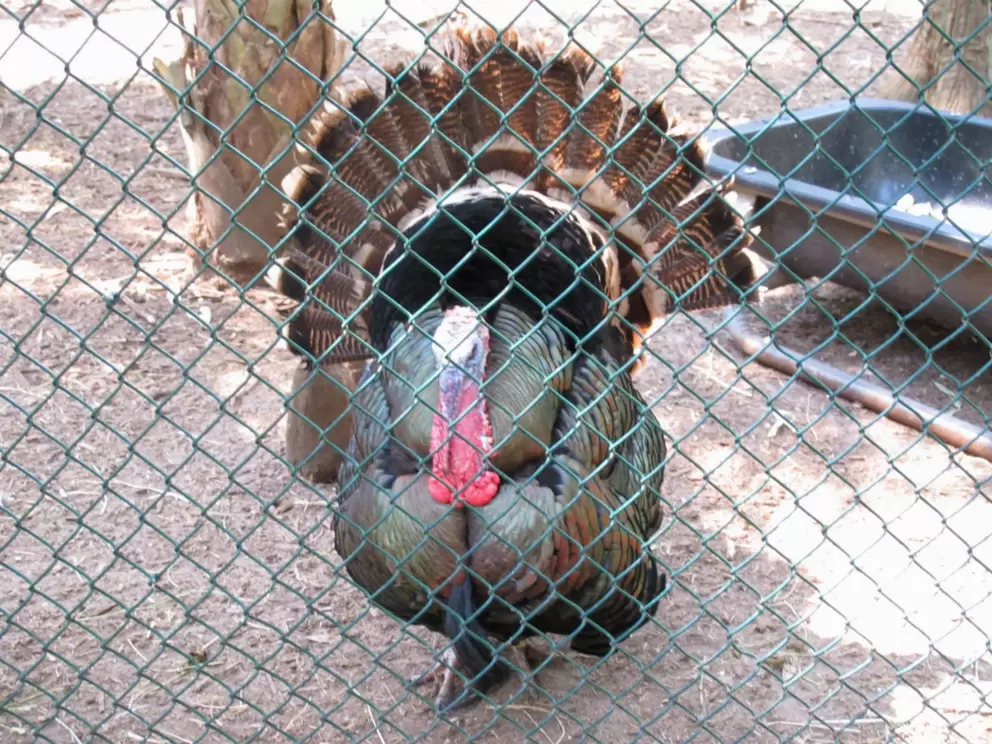 Turkey!