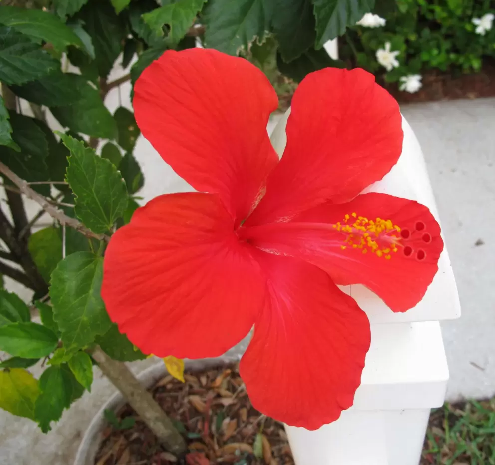 Red hibiscus in a garden in the Cambridge neighborhood.