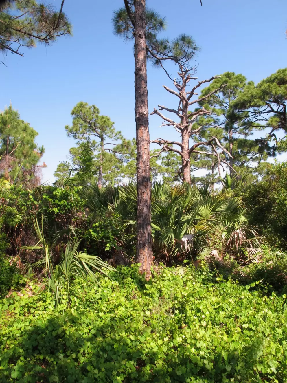 Gorgeous forest surrounds the Cambridge neighborhood.