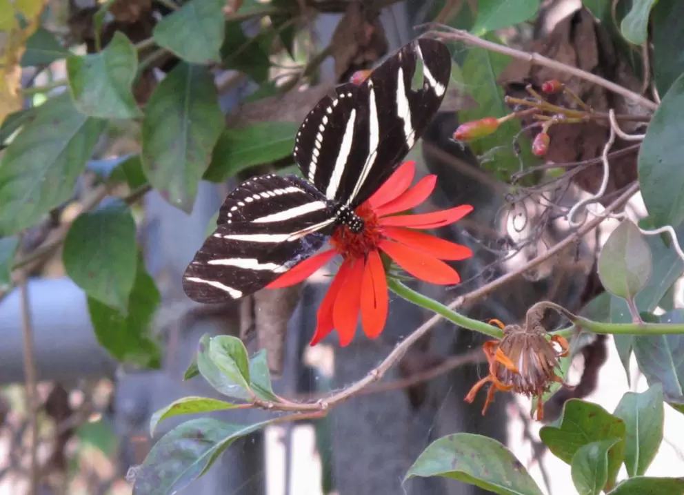 A butterfly on a flower.
