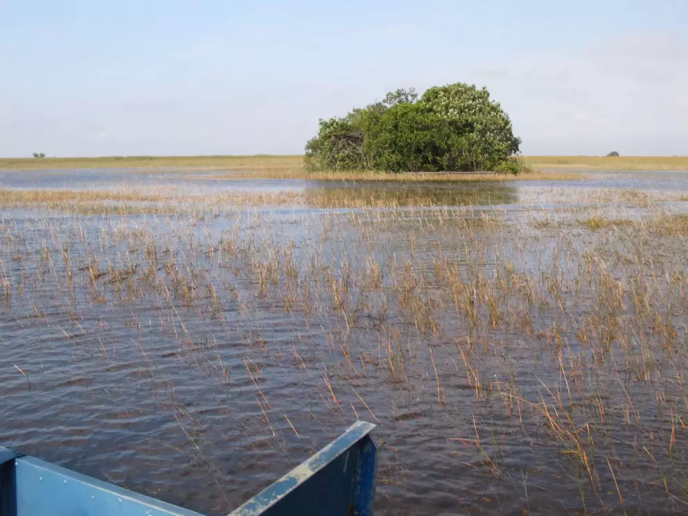 The sawgrass scenery.