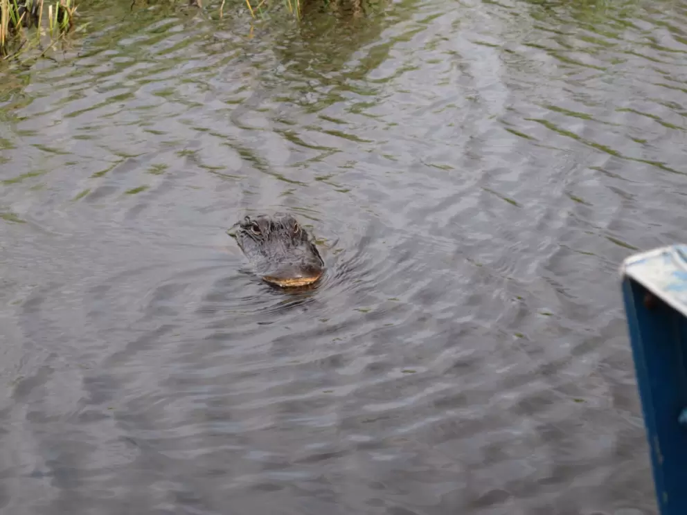 An alligator.