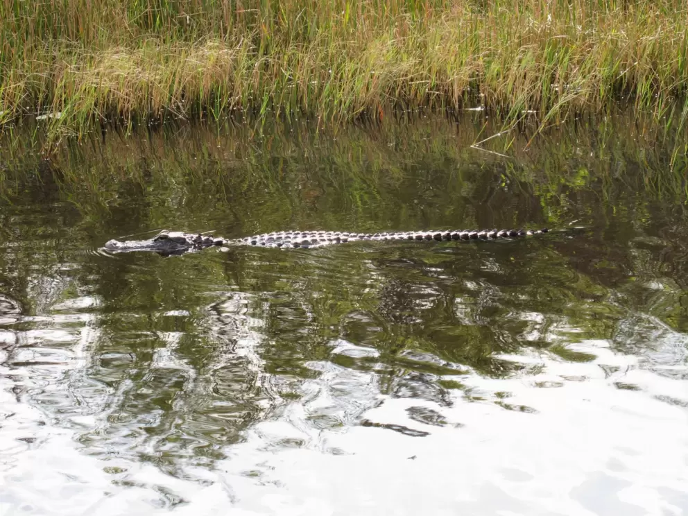 Alligator cruising along.