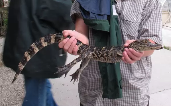 You can hold a two-year-old alligator.