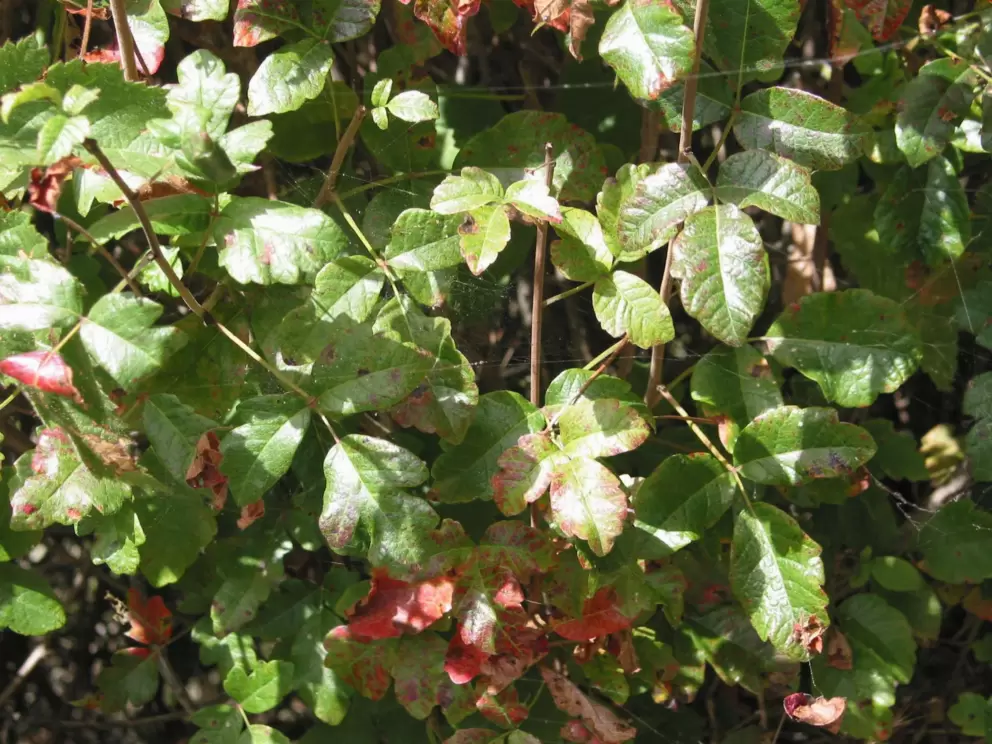 This is one variation of what Poison Oak looks like- glossy leaves, in groups of three. If in doubt, still watch out!