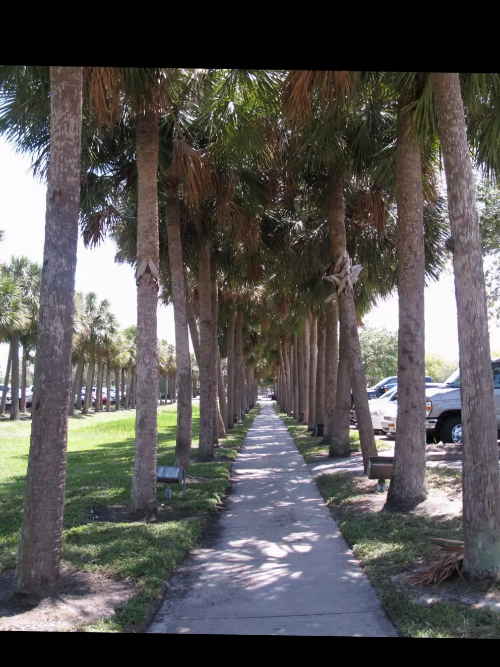 Row of palms in parking lot.