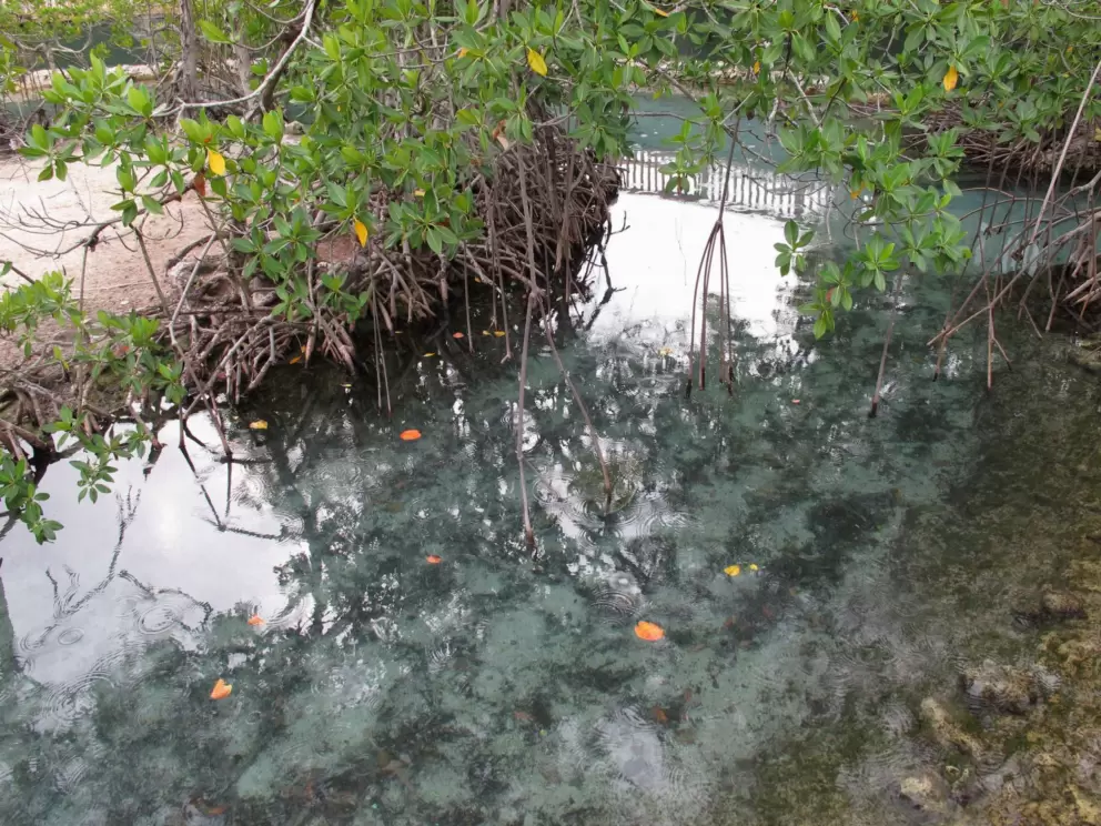 I liked the mangrove exhibit.