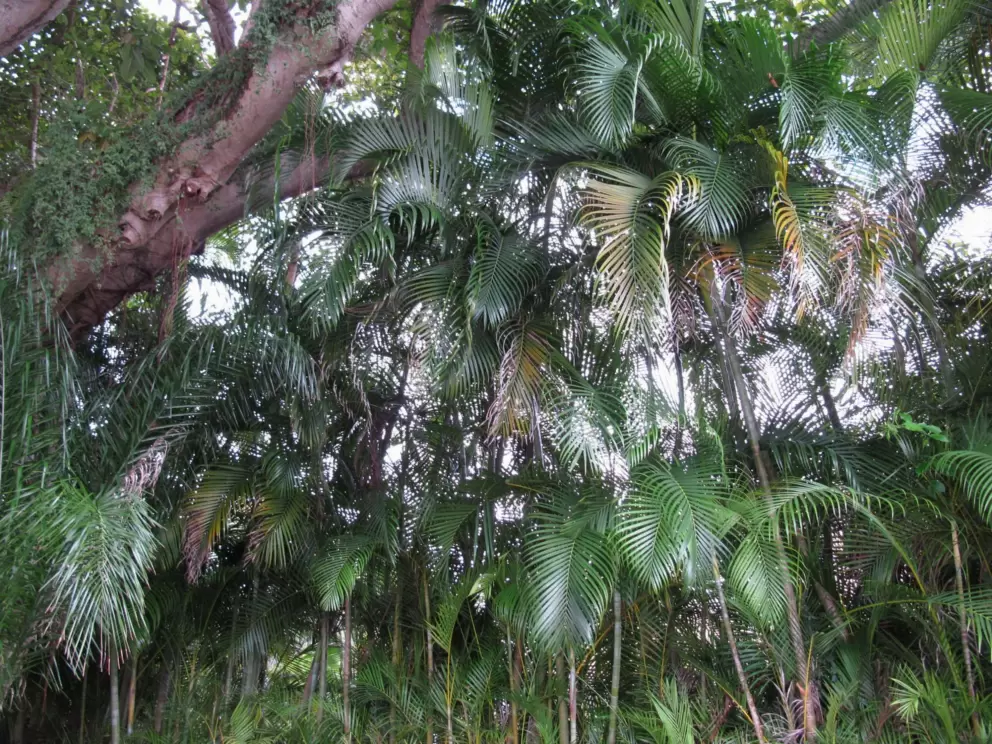 Lush vegetation by the parking lot.