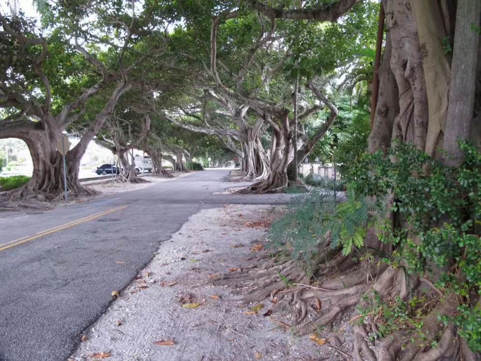 Banyan trees lining the road near the parking lot.