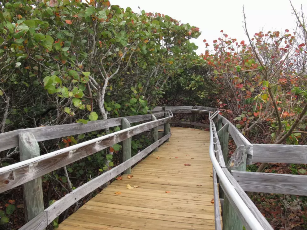 Wooden walkway through sea grape forest to the observation deck.