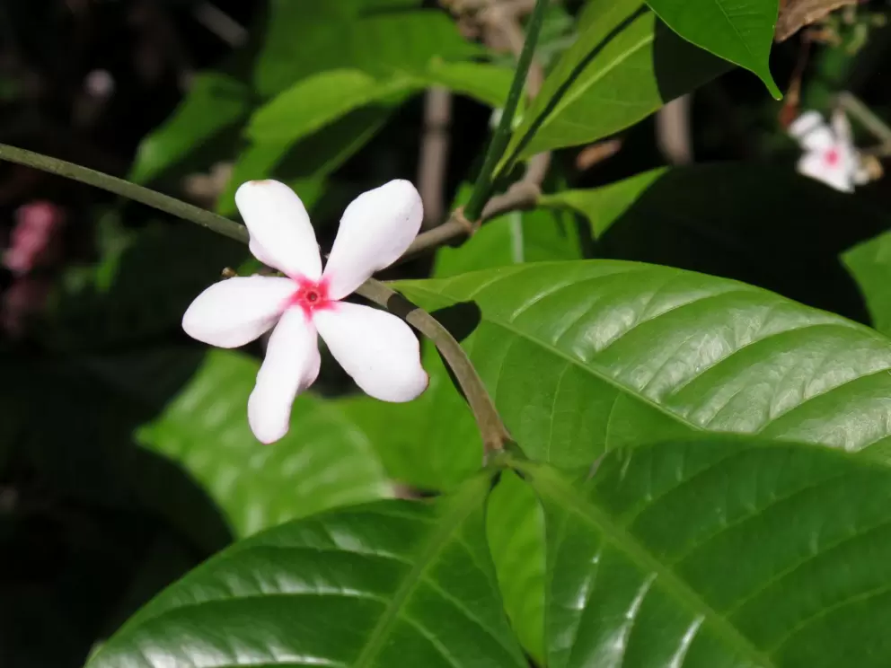 Sweet little flower.