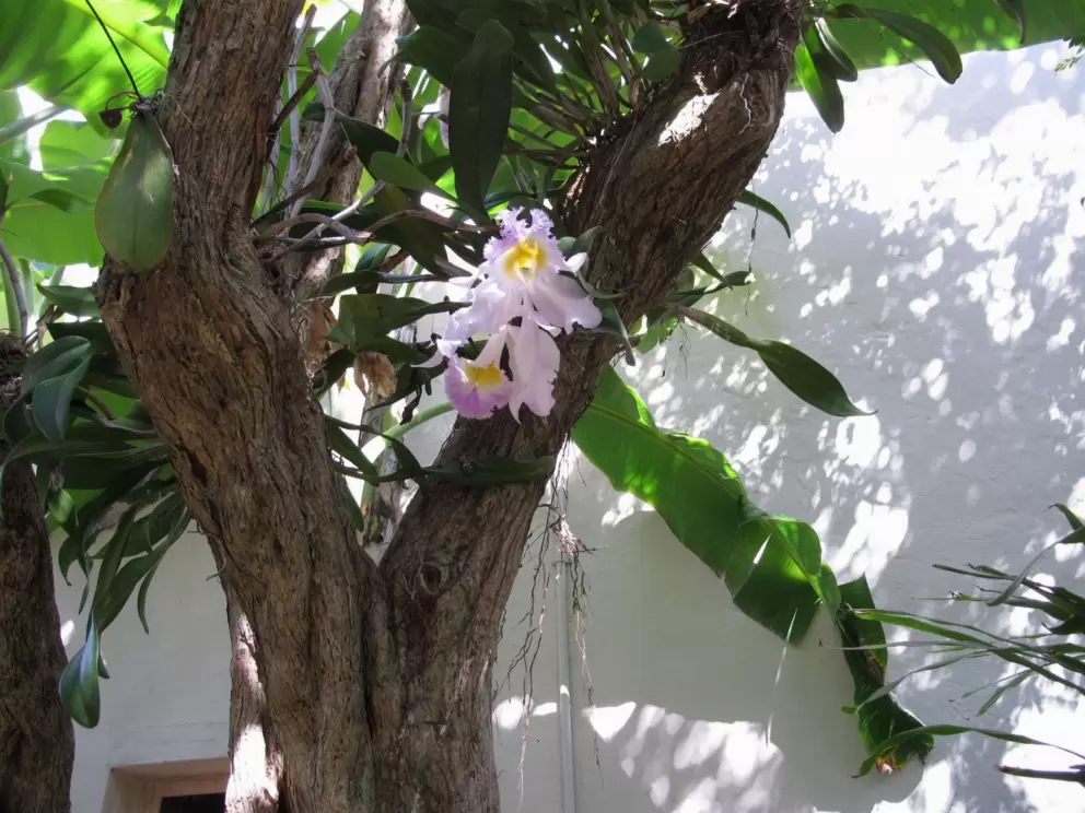 Purple and yellow orchid.