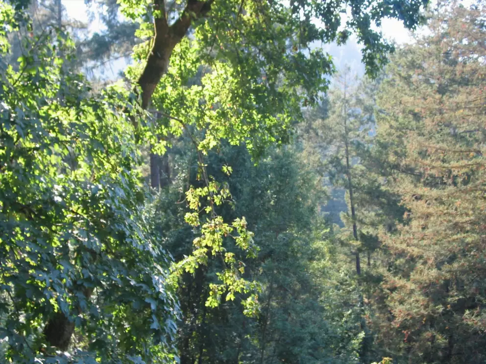 Gorgeous foliage at the Russian River.