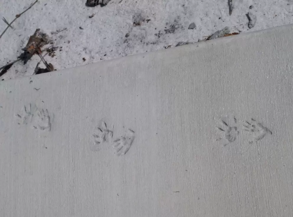 Opossum tracks?