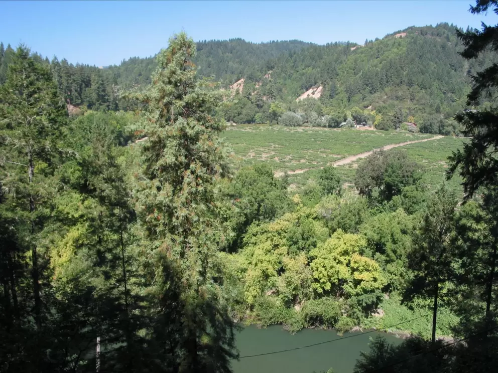 View over the Russian River, with champagne vineyards and redwood forests in the background.