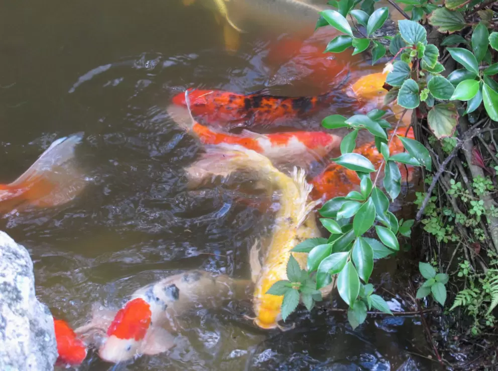 Koi in the water.