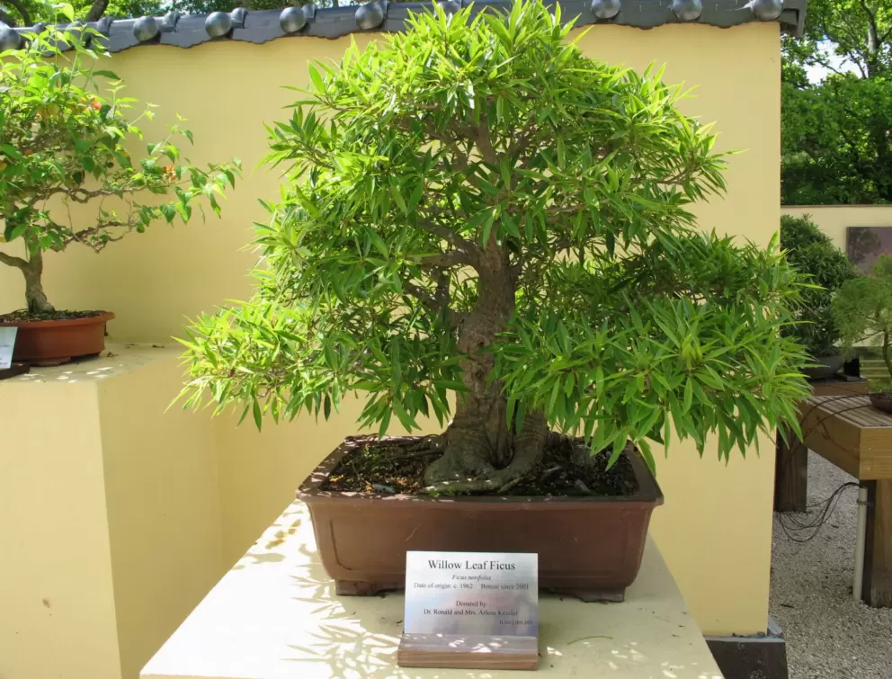Willow Leaf Ficus bonsai tree (a tree artistically shaped in a container)- trees found in Florida are emphasized in the wonderful bonsai garden.