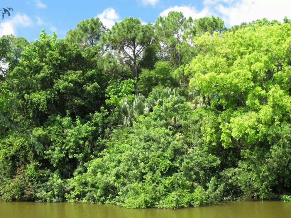 Mountain of jungly trees, across the water from turtle island.