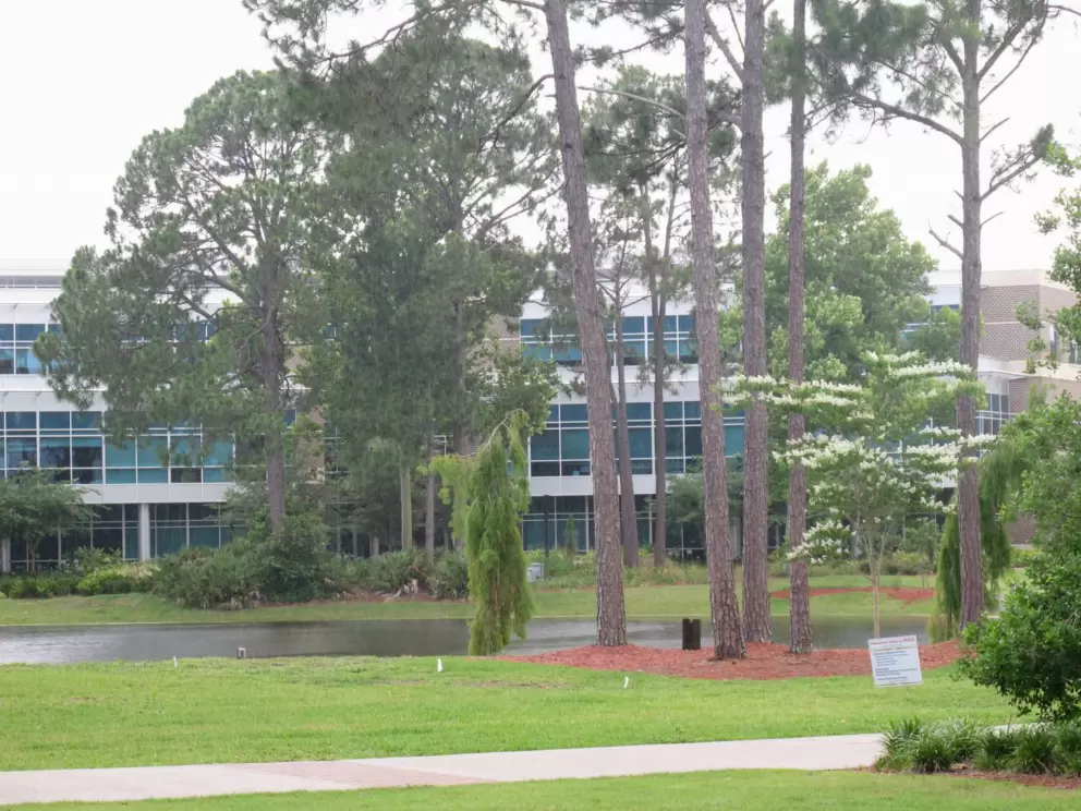 There are plenty of pretty trees on the campus.