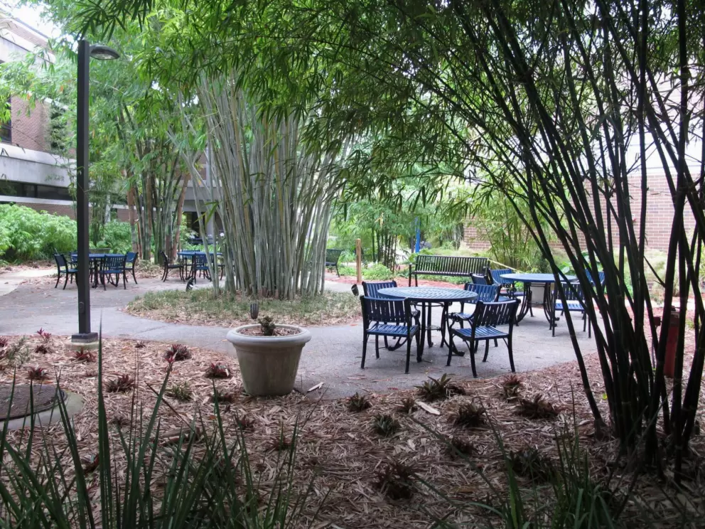 The bamboo garden.