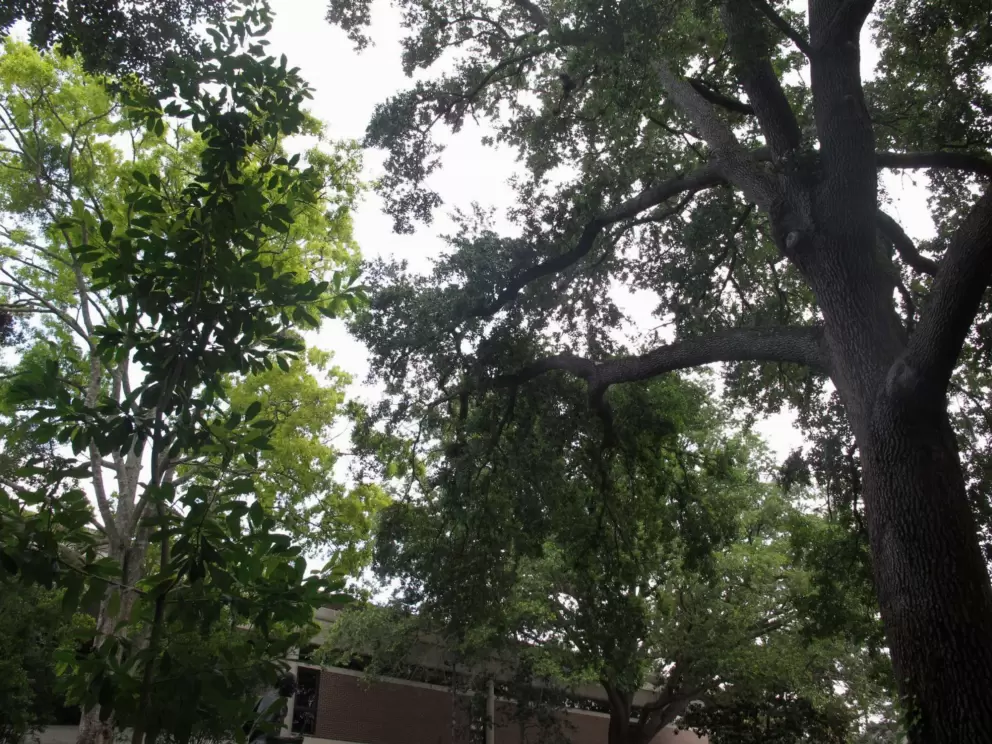 Beautiful trees abound.