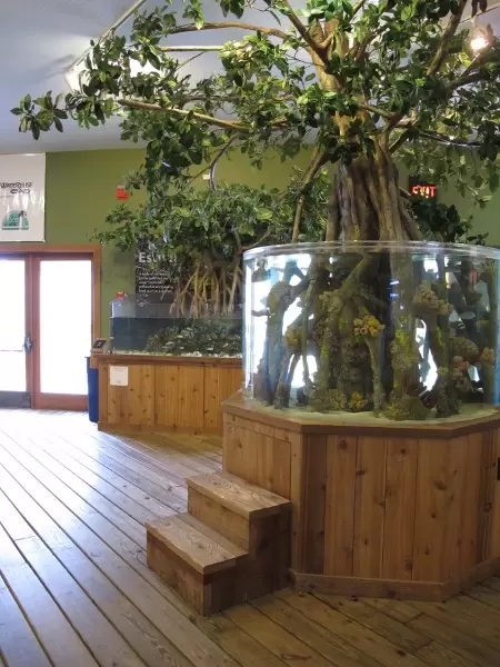 Mangrove tank with steps kids can climb.