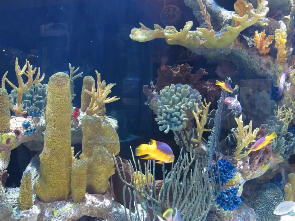 Colorful fish and coral.