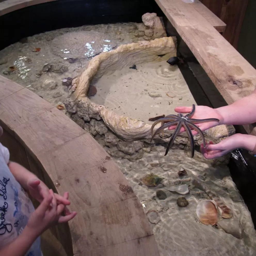 Touching a nine-armed sea star. 