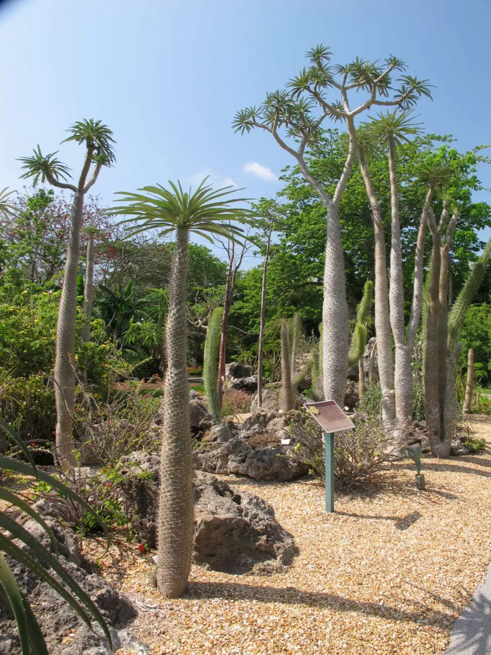 Forest of Madagascar cactus garden.