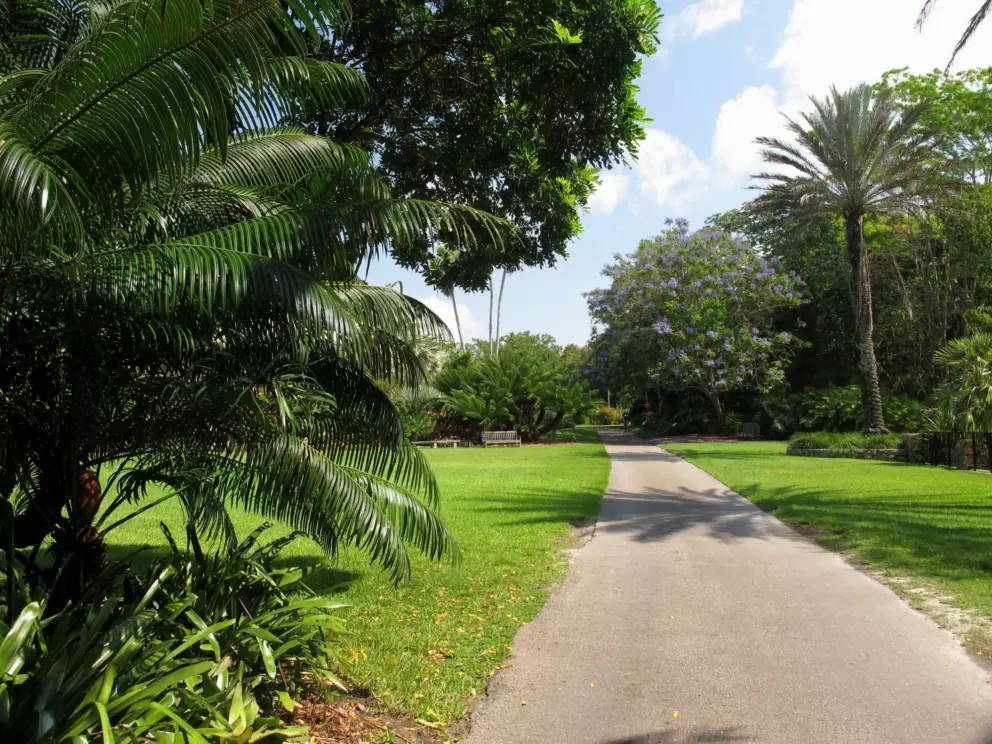 Purple flowering tree and palm in distance.