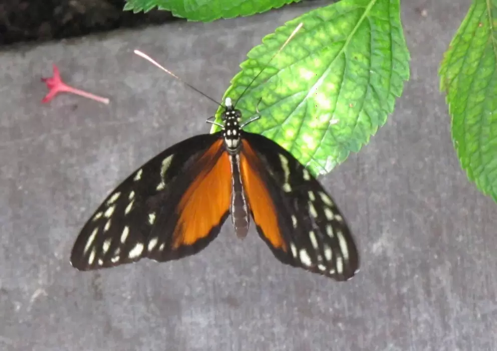 Orange and brown butterfly.