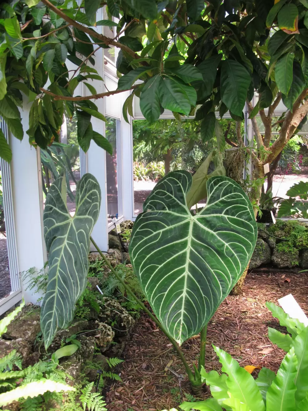 Heart-shaped giant leaves.