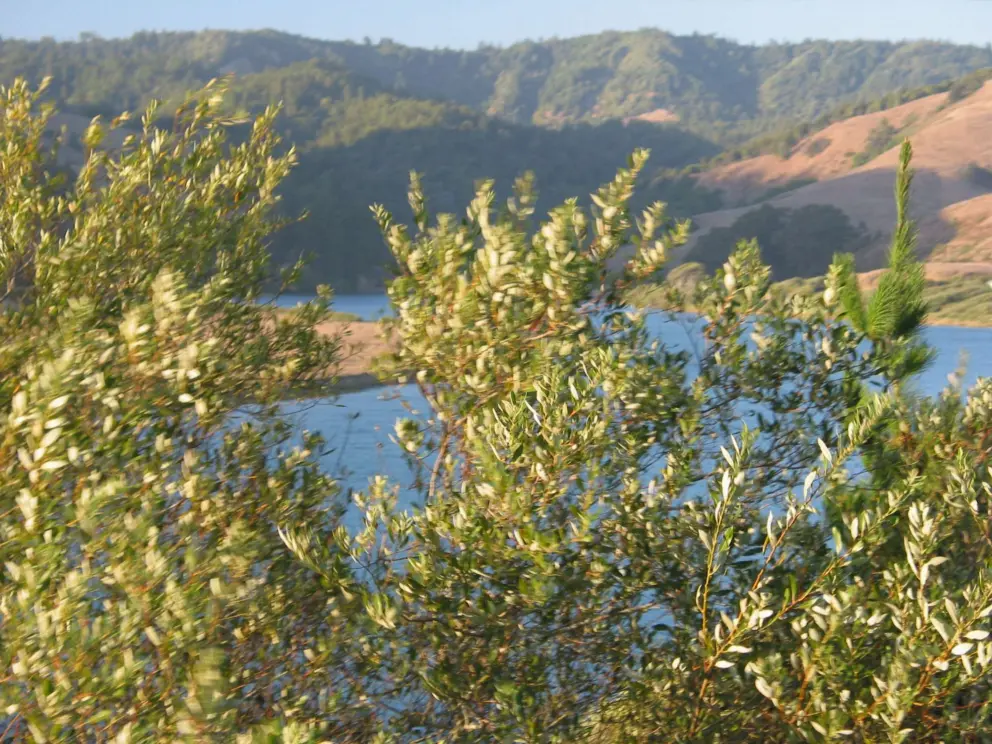 The brightest blue river mouth, and golden trees, as seen from Russian House #1 Restaurant.