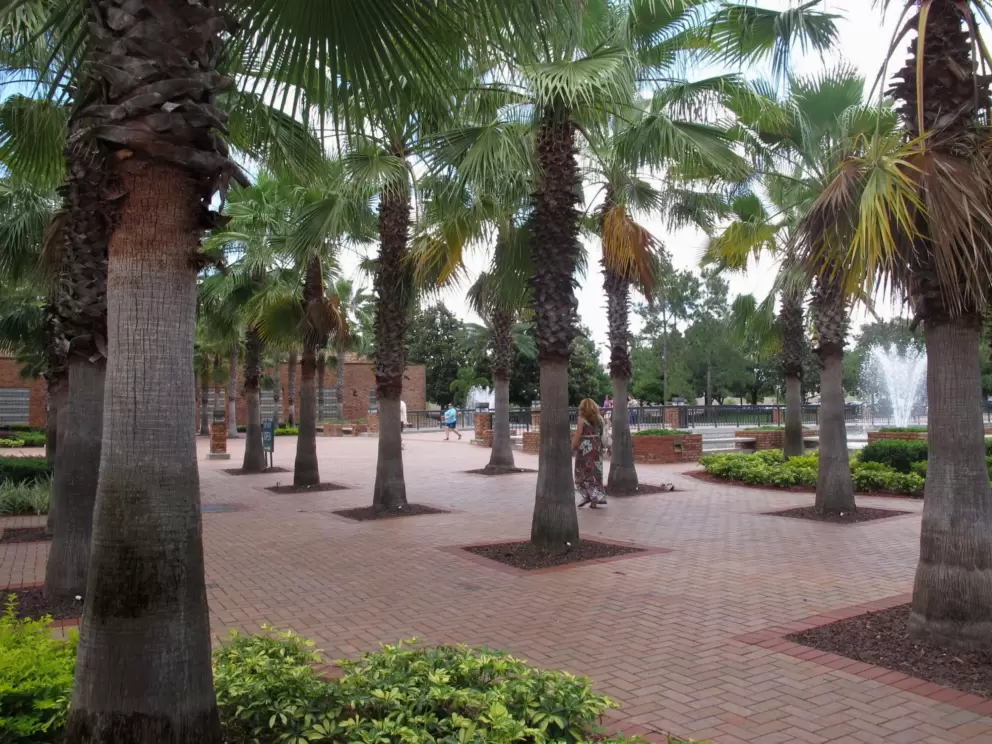 Palms galore!